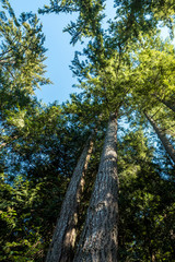 Fototapeta premium towering trees with straight tree trunks under the blue sky
