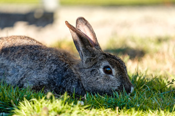 close up of grey rabbit eating grasses in the shade under the sun
