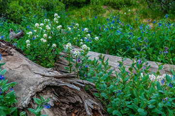 logs flowers blue