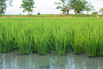 Obraz premium Jasmine rice seedlings