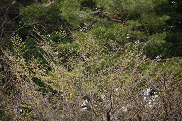 満開のマンサクの花