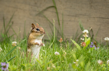 Eastern Chipmunk (Tamias Striatus) stands in summer grass and flowers