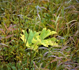 Leaves While Hiking