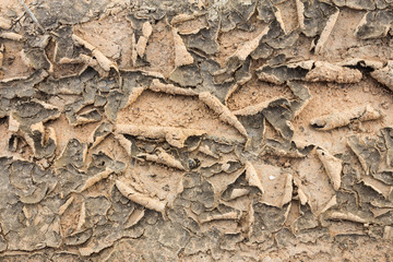 surface of the dry soil.