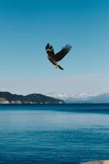 Bird Patagonia