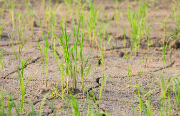 Rice seedlings and barren soils.