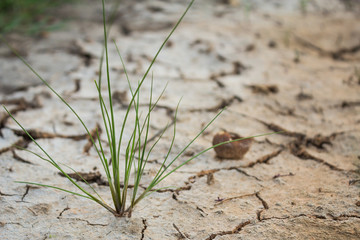 Small grass