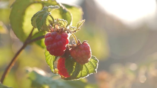 Raspberry on branch in garden. Large juicy ripe raspberries on branches, sunny summer day. Close up view of a ripe red raspberry fruit.