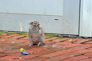 The gull chick dropped out of the nest on the street of Bergen
