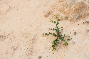 small tree