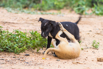 Puppies Thailand