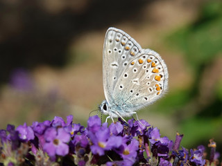 Brown argus (Aricia agestis)