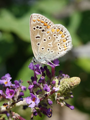 Brown argus (Aricia agestis)