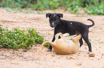 Puppies Thailand