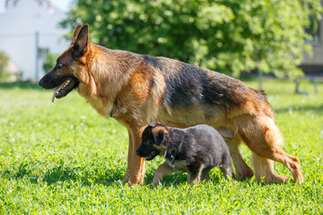 German shepherd with its puppies resting on green lawn