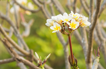 Champa flower