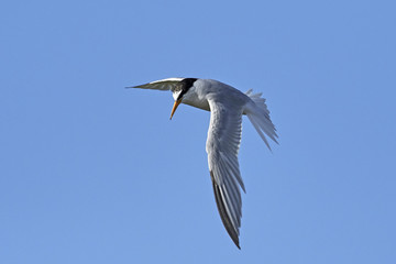 Little tern (Sternula albifrons)