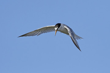 Little tern (Sternula albifrons)