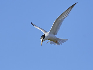 Little tern (Sternula albifrons)