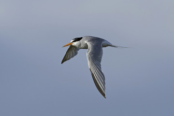 Little tern (Sternula albifrons)