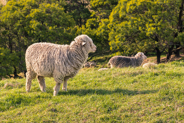 Obraz premium closeup of merino sheep grazing on grass under trees