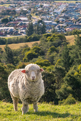 Obraz premium merino sheep grazing on grassy slope above Blenheim town, New Zealand
