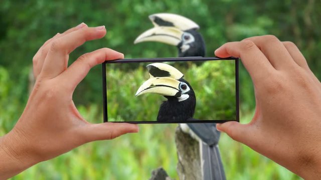 Cinemagraph of Taking Photo of Oriental Pied Hornbill (Anthracoceros albirostris). Endangered Endemic Borneo Bird