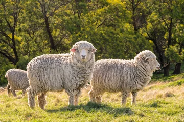 Crédence de cuisine en verre imprimé Moutons Troupeau de moutons mérinos de Nouvelle-Zélande paissant sur l& 39 herbe fraîche