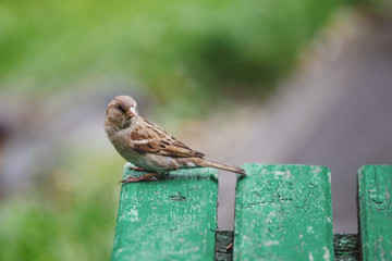 A sparrow sits on a green bench in the park.