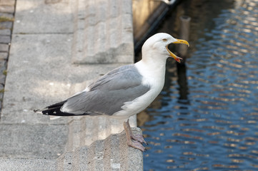 Obraz premium Yawning seagull