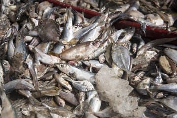 trash fishes for animal feeds