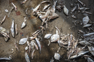 trash fishes for animal feeds