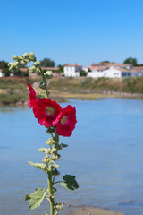 Ile de Ré - Hollyhocks in landscape
