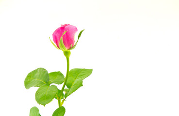 Obraz premium Red roses