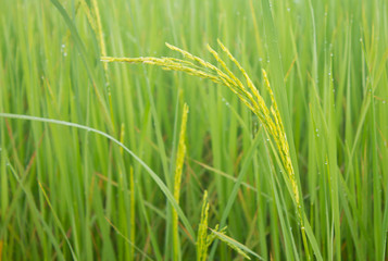 Naklejka premium Jasmine rice