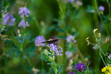 Beautiful butterfly Hives sitting on a flower and collects nectar. Nymphalis urticae.
