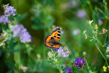 Beautiful butterfly Hives sitting on a flower and collects nectar. Nymphalis urticae.