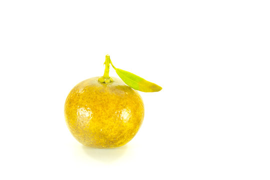Citrus Japonica Thunb