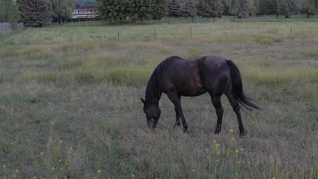 Slow Motion Horse Grazing in Field