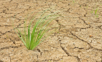 Soft grass