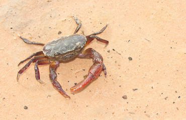 field crab