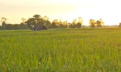 Farmhouse in the field at moning