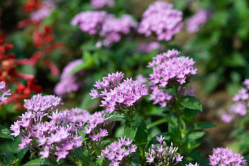 ピンク色のペンタスの花