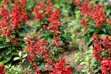 赤いサルビアの花