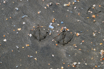 Traces of a seagull on the sand by the sea