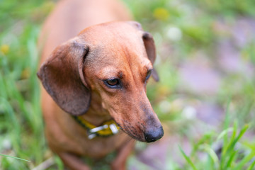 Miniature Dachshund standing in long grass
