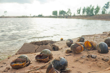 Golden applesnail