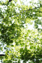 清涼感　夏のモミジ