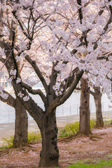 春満開の桜 サクラ
