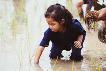 Cute asian child girl learning to plant rice in the rice field with fun and happiness
